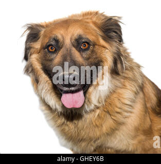 Portrait of a stray dog, isolated on white Stock Photo