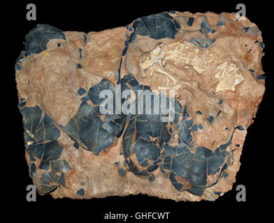 Oviraptorosaur fossil embryo and egg shell fragments, late Cretaceous, 100-66 million years ago, China Stock Photo