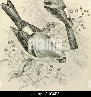 This 1888 monograph studies the weaver-birds and finches, focusing on ...