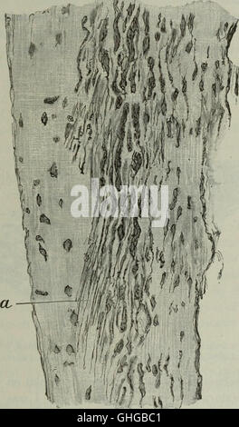 The Dental cosmos (1891) Stock Photo