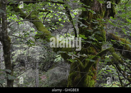 Tree branches covered in moss Stock Photo