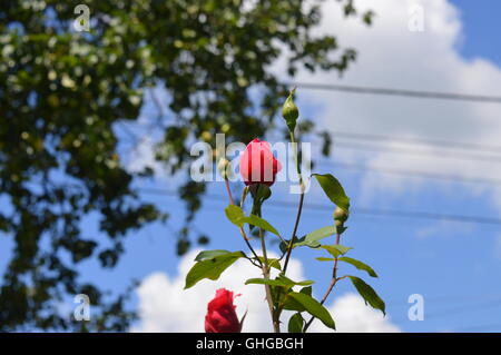 Red rose buds Stock Photo