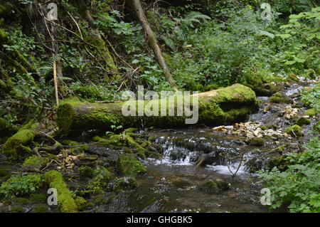Fallen tree covered in moss Stock Photo