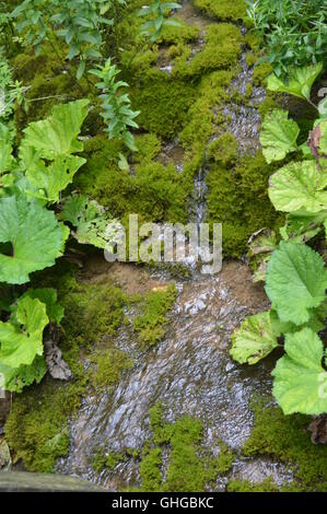 Water stream flowing through moss on the ground Stock Photo