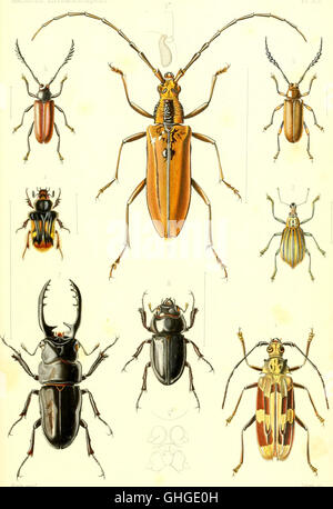 An 1857 collection of entomological archives, featuring illustrations ...