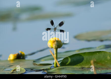 Male Banded Demoiselle damselfly(Calopteryx splendens) taking off from a lillypad flower Male Banded Demoiselle damselfly(Calopteryx splendens) taking off from a lillypad flower