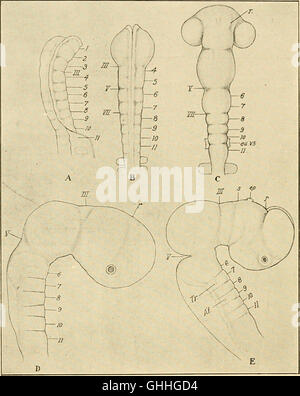 The development of the chick; an introduction to embryology (1908) Stock Photo