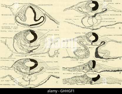 Comparative embryology of the vertebrates; with 2057 drawings and photos. grouped as 380 illus (1953) Stock Photo