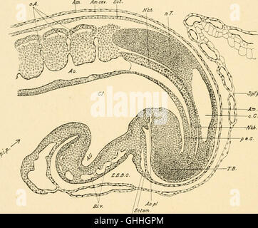 The development of the chick; an introduction to embryology (1908) Stock Photo