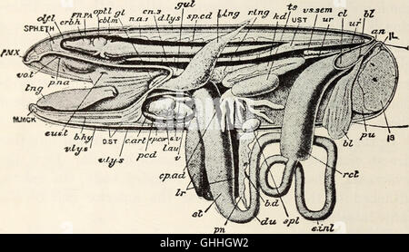 The biology of the frog (1927) Stock Photo