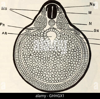 The biology of the frog (1927) Stock Photo