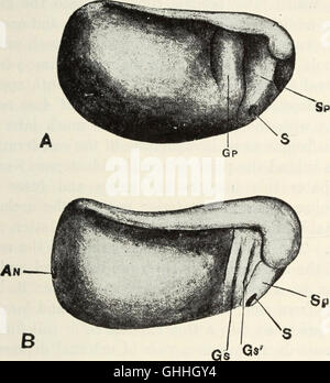 The biology of the frog (1927) Stock Photo