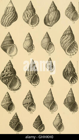 An 1887 manual detailing the structure and classification of mollusks ...