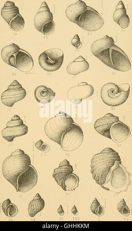An 1887 manual detailing the structure and classification of mollusks ...