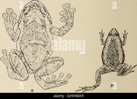 The biology of the amphibia (1931) Stock Photo