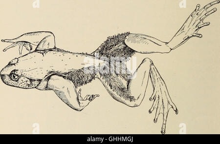 The biology of the amphibia (1931) Stock Photo