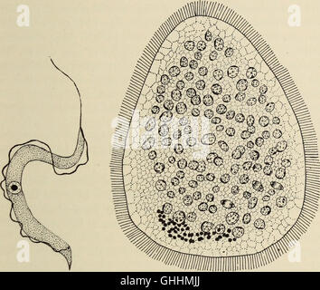 The biology of the amphibia (1931) Stock Photo