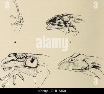 The biology of the amphibia (1931) Stock Photo