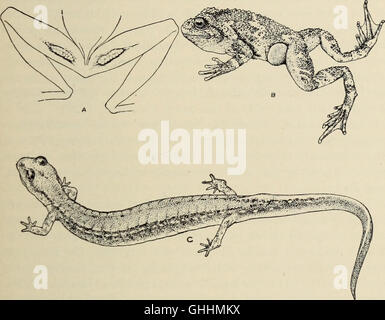 The biology of the amphibia (1931) Stock Photo