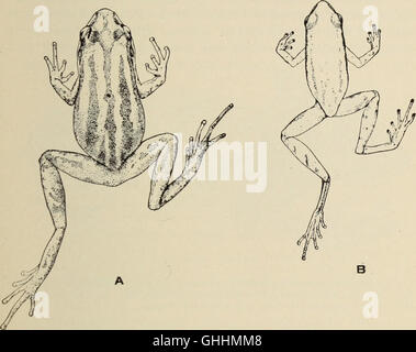 The biology of the amphibia (1931) Stock Photo