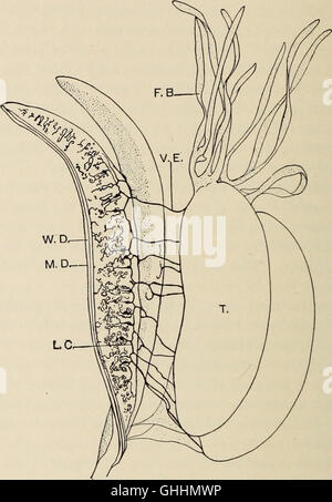 The biology of the amphibia (1931) Stock Photo