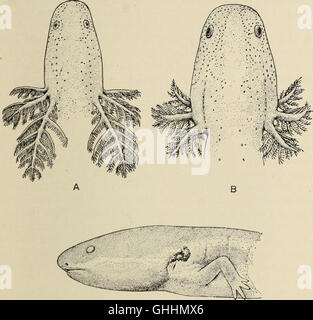 The biology of the amphibia (1931) Stock Photo