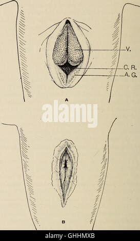 The biology of the amphibia (1931) Stock Photo