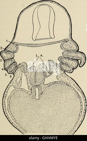 The biology of the amphibia (1931) Stock Photo