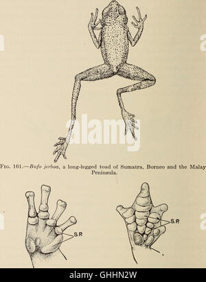 The biology of the amphibia (1931) Stock Photo