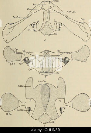 'The Biology of the Amphibia' (1931) explores the scientific study of ...