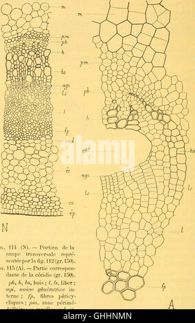 Bulletin biologique de la France et de la Belgique (1904)