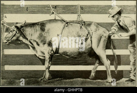 A 1914 guide to animal castration, providing detailed instructions for ...