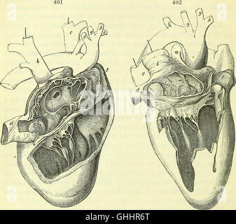 On the Anatomy of Vertebrates (1866) is a detailed examination of ...