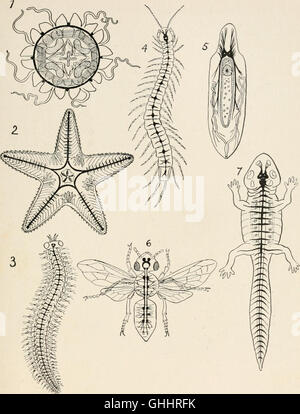 'Evolution and Animal Life' (1907) presents a fundamental overview of ...