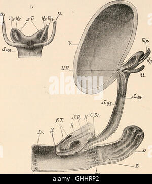 Comparative Anatomy Of Vertebrates (1907 Stock Photo - Alamy