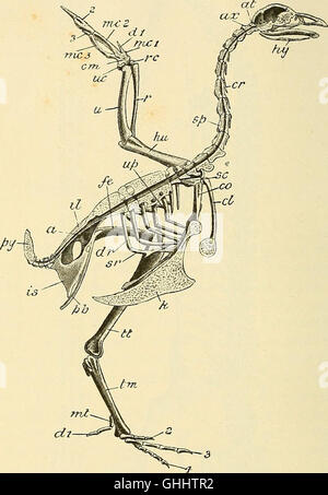 The structure and life of birds (1895 Stock Photo - Alamy