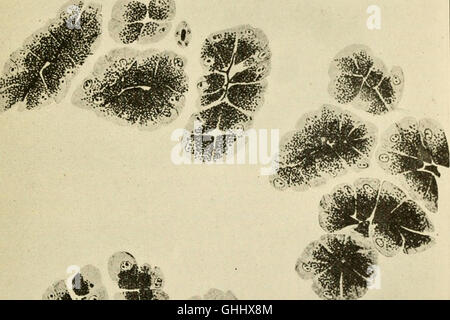 Physiology and biochemistry in modern medicine (1918) Stock Photo