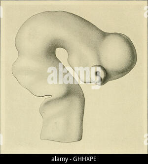 A 1904 German study on the development of the human brain during the ...