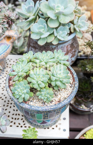 cactus succulents in a planter Stock Photo