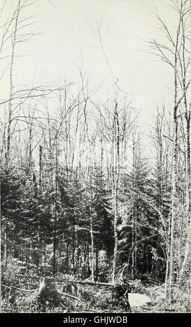 The northern hardwood forest - its composition, growth, and management (1915) Stock Photo