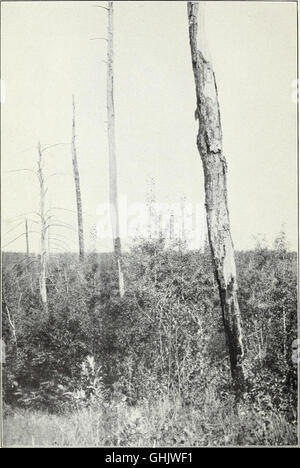 The northern hardwood forest - its composition, growth, and management (1915) Stock Photo