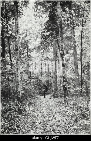 The northern hardwood forest - its composition, growth, and management (1915) Stock Photo