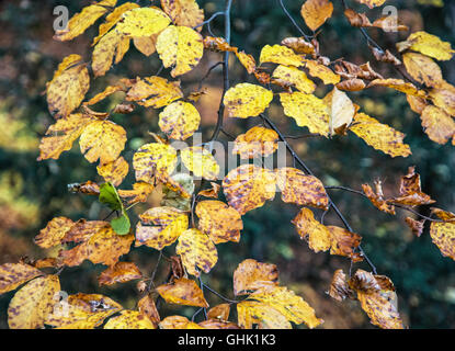 Yellow leaves on the autumn tree. Beauty in nature. Seasonal natural scene. Vibrant colors. Stock Photo