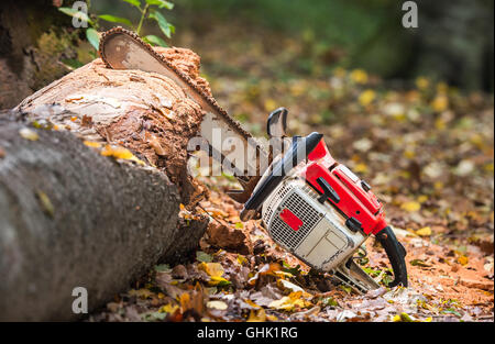 chainsaw and many tree trunks Stock Photo