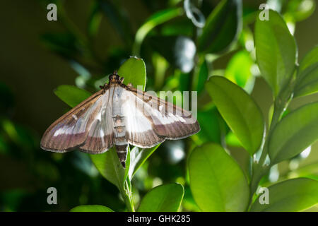 Buchsbaumzünsler, Buchsbaum-Zünsler, Cydalima perspectalis, Phacellura advenalis, Neoglyphodes perspectalis, box tree moth Stock Photo