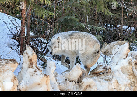 Wolves walk with visitors during a guided wolf walk in the forest and play in the snow near Golden BC. The walks are led by Nort Stock Photo