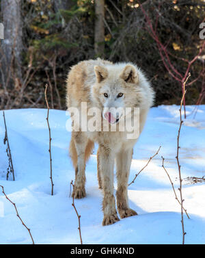 Wolves walk with visitors during a guided wolf walk in the forest and play in the snow near Golden BC Stock Photo
