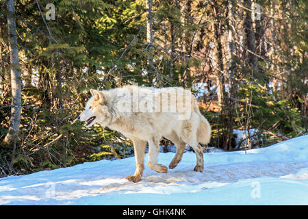 Wolves walk with visitors during a guided wolf walk in the forest and play in the snow near Golden BC. Stock Photo
