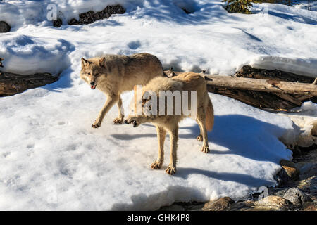 Near a forest stream, wolves walk with visitors during a guided wolf walk near Golden BC. Stock Photo