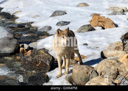 Near a forest stream, wolves walk with visitors during a guided wolf walk near Golden BC. Stock Photo